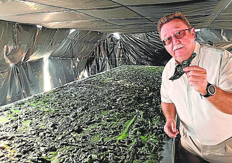 Rafael Montoro, gerente de ASN Espirulina, muestra el producto en el proceso de secado.