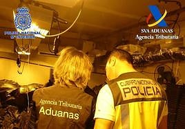 Plantación de marihuana que los detenidos tenían oculta en la nave.