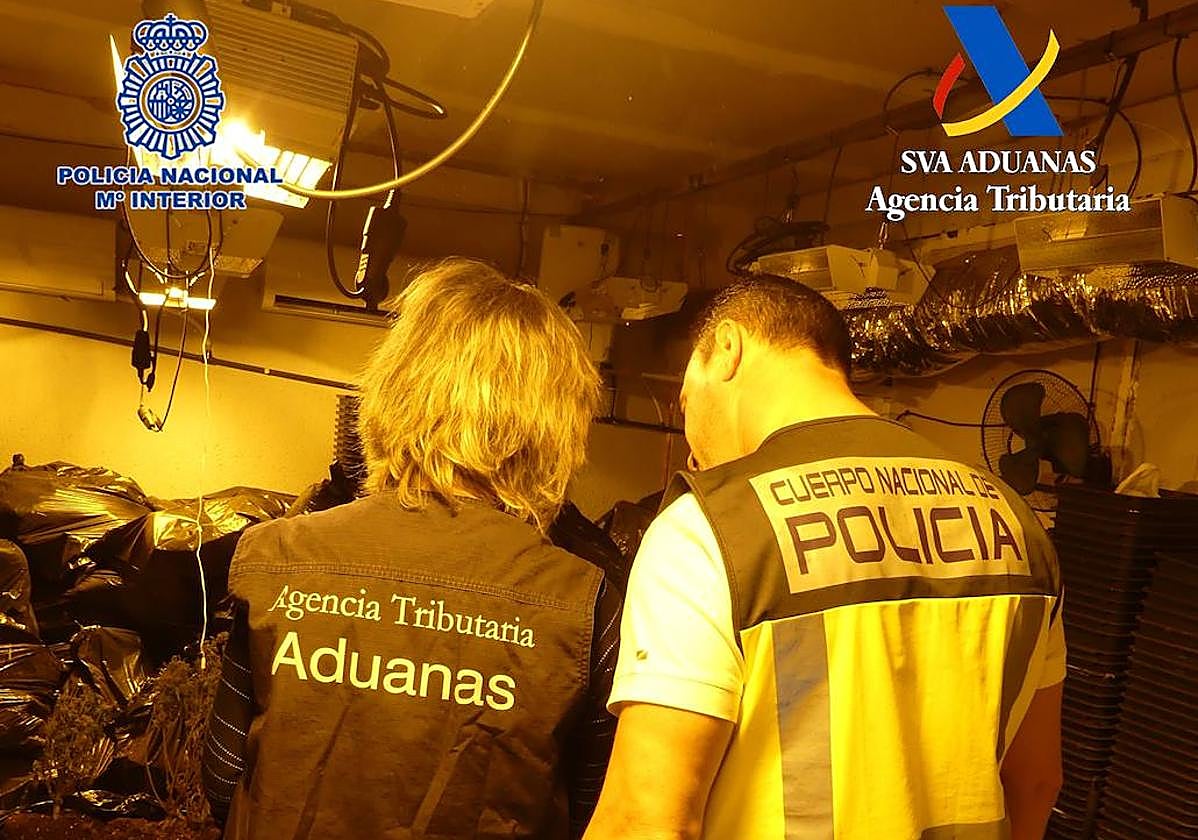 Plantación de marihuana que los detenidos tenían oculta en la nave.