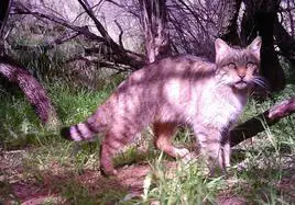 'Felis silvestris catus' en una imagen tomada en un entorno natural de la Región.