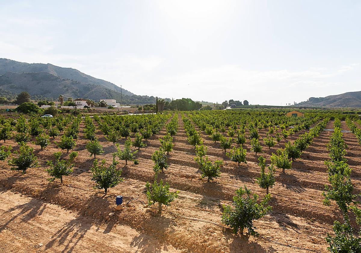 El nuevo parque empresarial está pensado que ocupe terrenos próximos a la autovía A-7, entre Montepinar y Benferri.