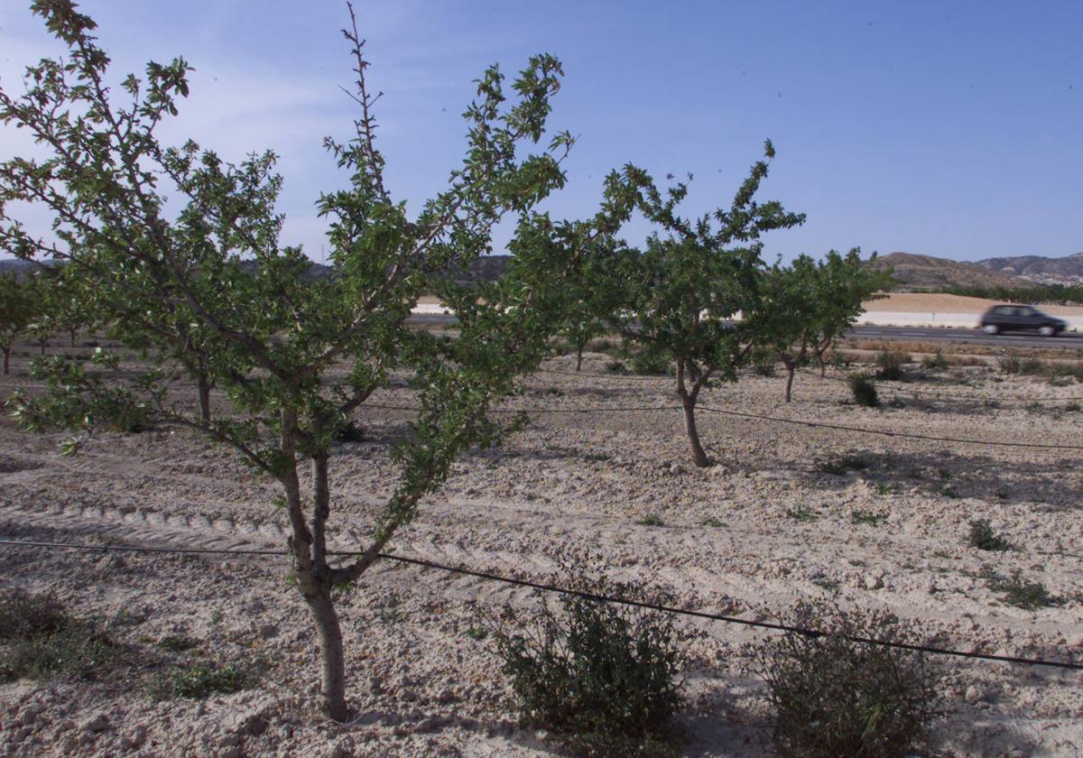 Un campo de almendros en la cuenca del Segura afectado por la sequía.