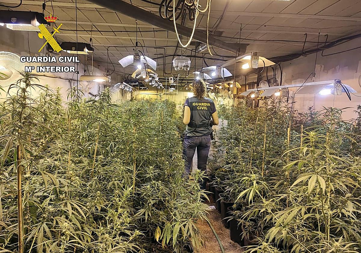 Uno de los cultivos de marihuana.