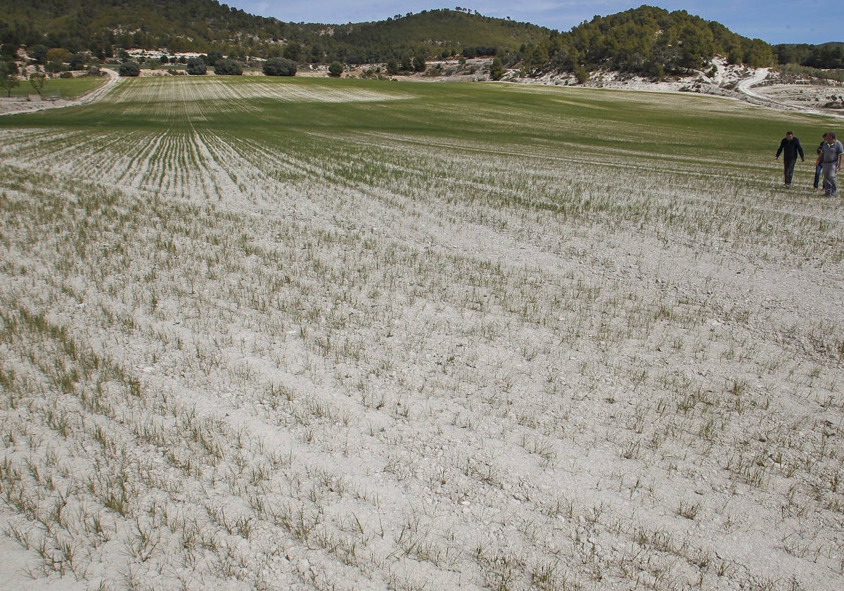 Agricultores de Alcoy recorren este jueves un campo de cereal casi yermo por los efectos devastadores que la sequía y el calor.