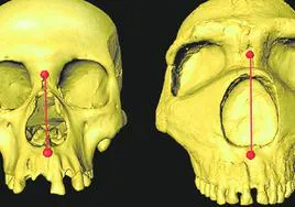 Un gen heredado de los neandertales da forma a nuestra nariz