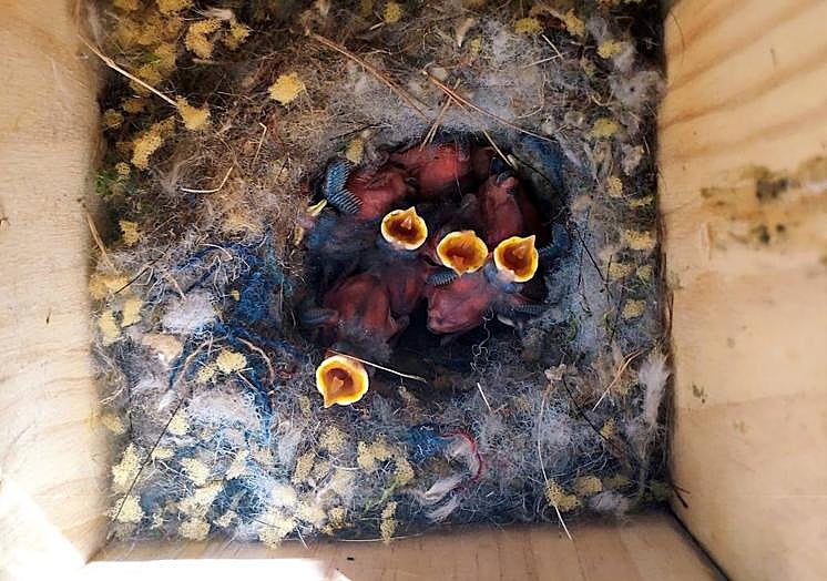 Imagen principal - Cajón con cuatro crías de carbonero, que deberán anidar en Murcia, un cajón nido y uno de los polluelos de halcón que soltará el Ayuntamiento. 