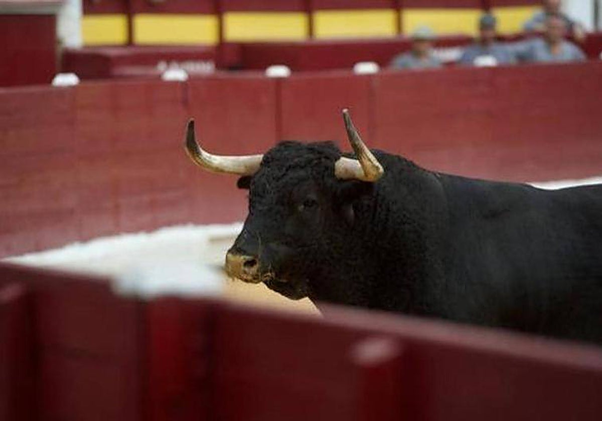 El toro 'Limpiador', de 472 kilos, devuelto por cojear de los cuartos traseros y que acabó con la vida del carnicero.