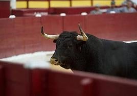 El toro 'Limpiador', de 472 kilos, devuelto por cojear de los cuartos traseros y que acabó con la vida del carnicero.