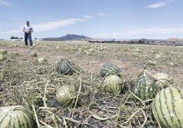 El agricultor Plácico Pérez-Chuecos observa las sandías dañadas por el granizo en una finca de Marchena.