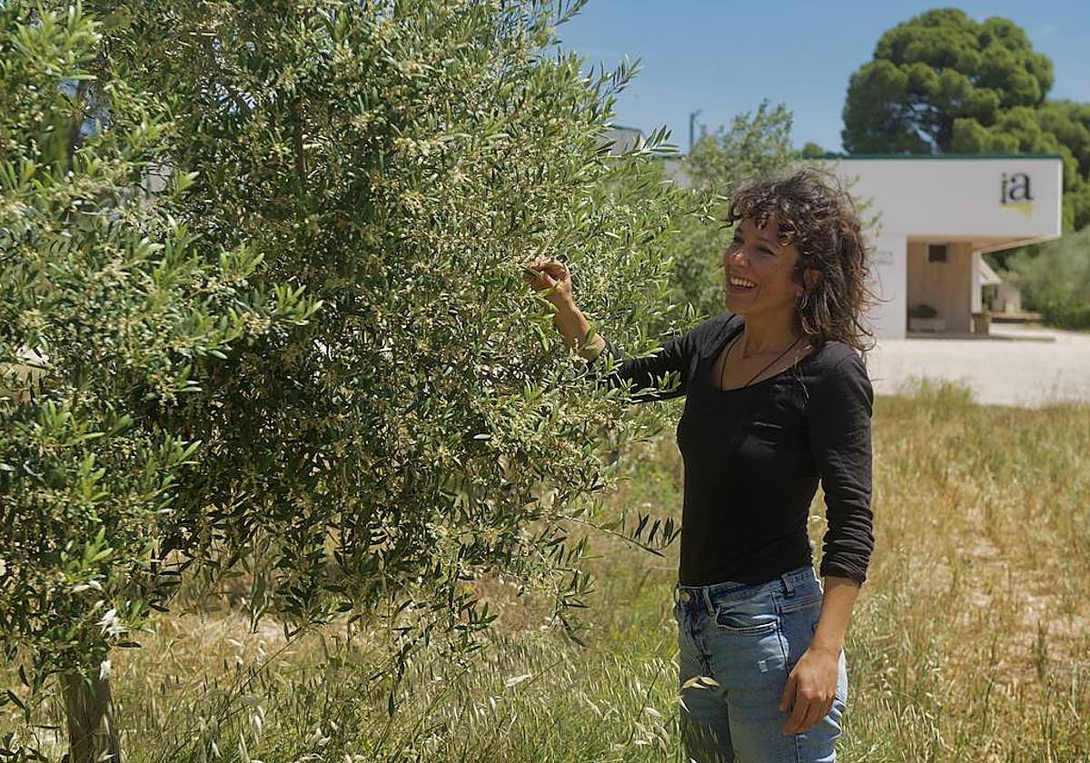 Marta Ortega comprueba las flores de los olivos más cercanos a las instalaciones de la almazara, en el paraje yeclano de Los Pinillos, esta semana.