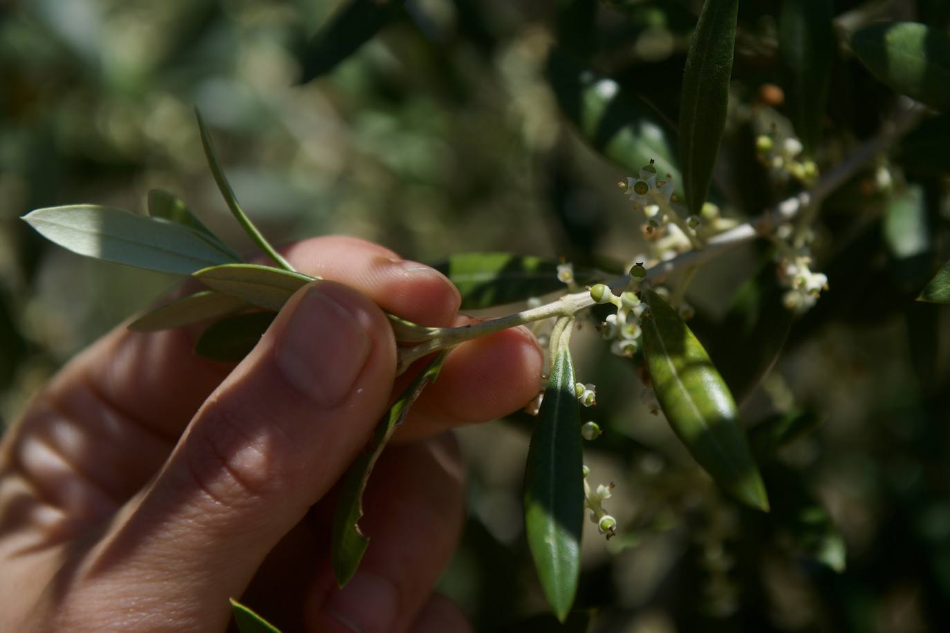 Las olivas, empezando a ver la luz del sol para seguir engordando hasta octubre.