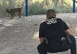 Un agente vigila al lince 'Tiko', este miércoles en el colegio infantil Alfonso X de Lorca.