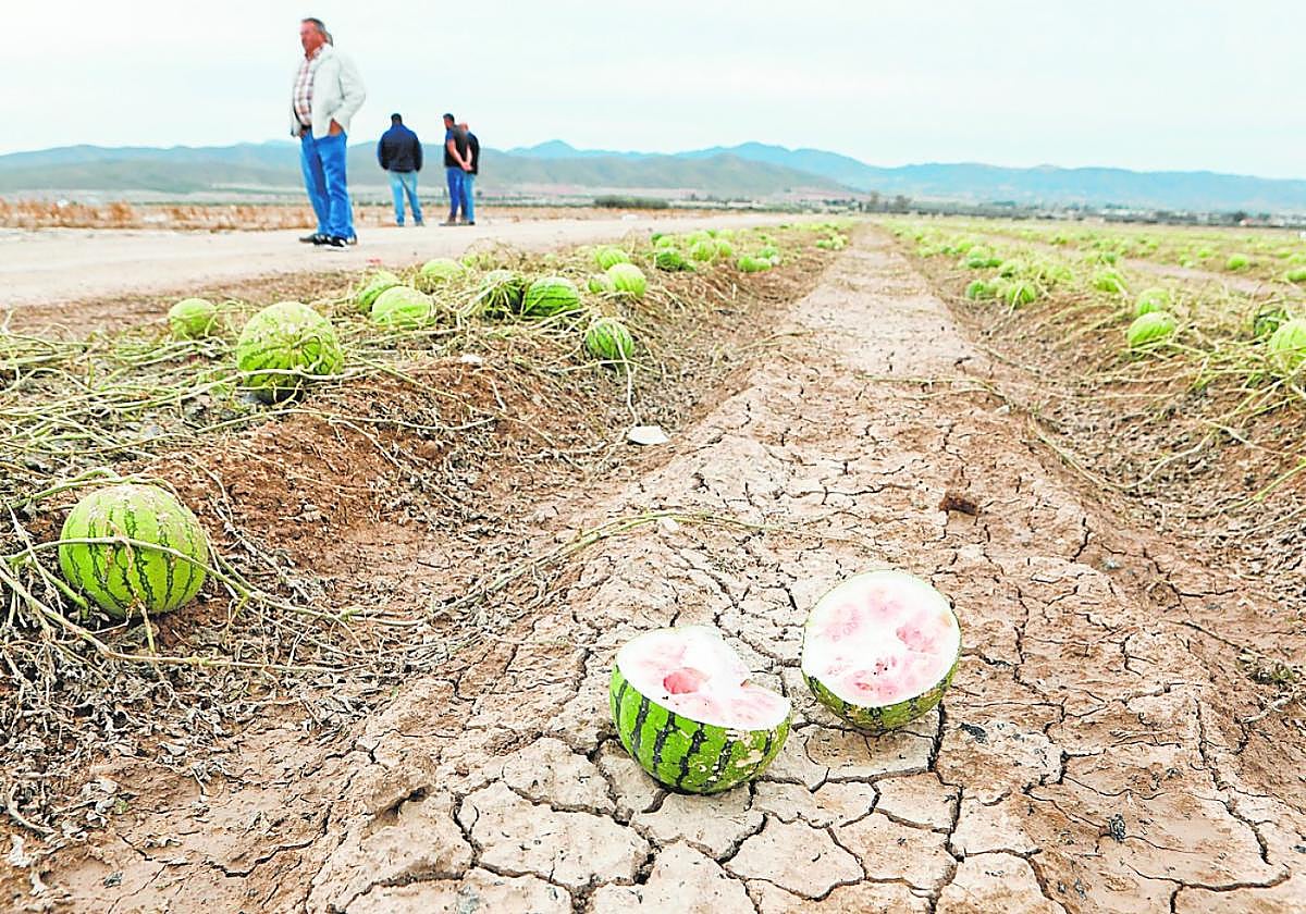 Sandías dañadas por el granizo en una finca de la pedanía lorquina de Marchena.