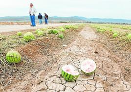 Sandías dañadas por el granizo en una finca de la pedanía lorquina de Marchena.