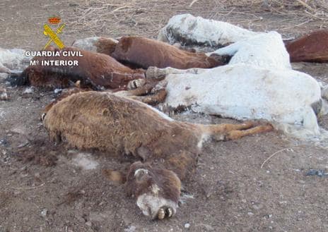 Secondary image 1 - Dead horses found in a 'horror farm'  Murcia for the second time in less than a year