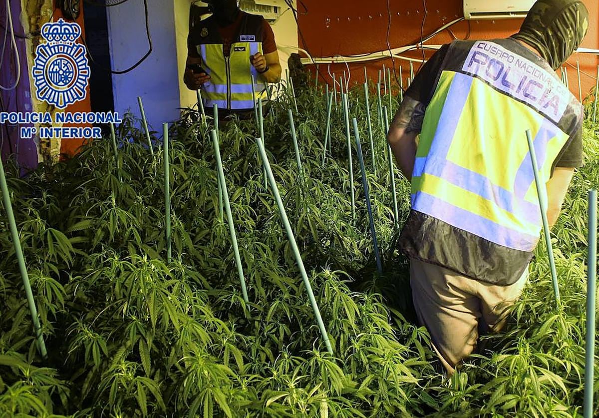 Agentes de Policía Nacional, en la plantación.