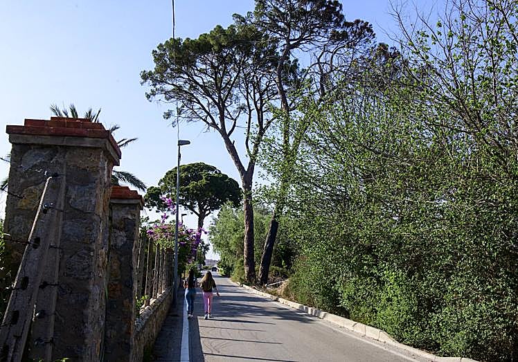 Imagen de algunos de los árboles protegidos que alberga la zona.