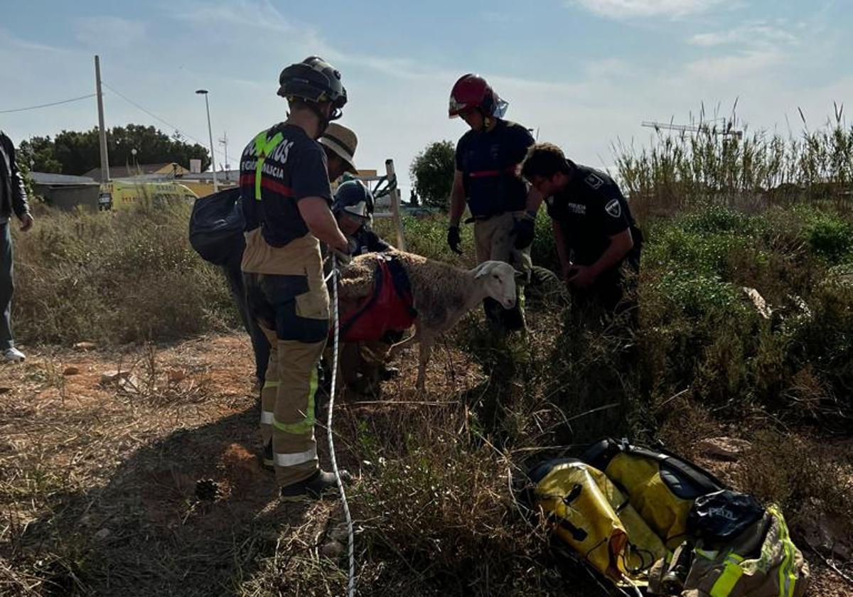 Los bomberos rescatan a una de las ovejas.