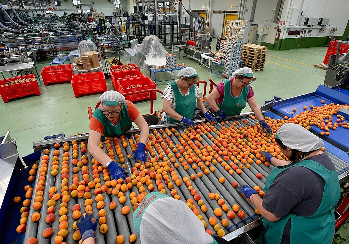 Varias trabajadoras seleccionan la fruta en una empresa hortofrutícola de la Región.