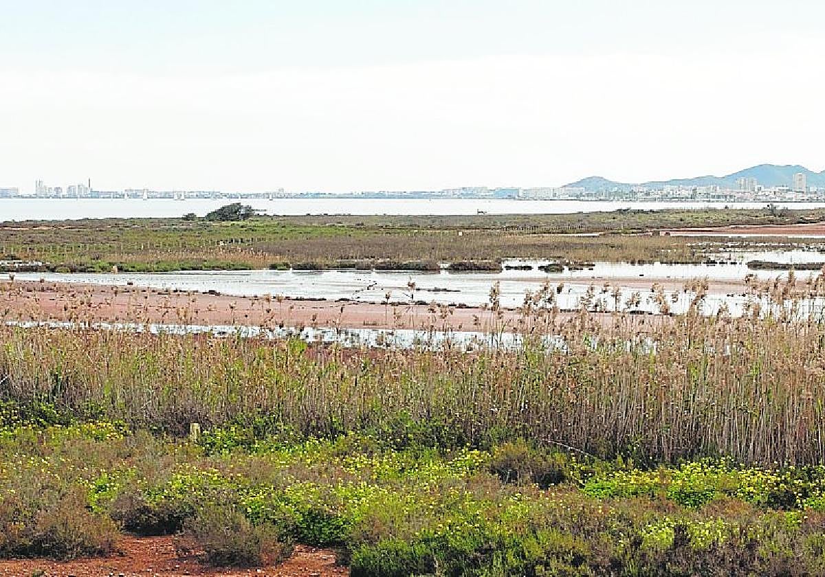 Aguas emergidas del subsuelo, en Punta Brava, por la subida del nivel freático. La fotografía fue tomada en febrero en esta zona de la ribera sur del Mar Menor.