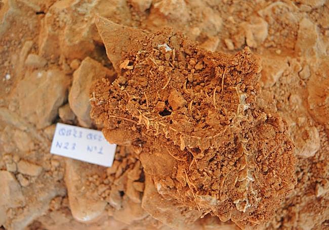 Fósil de culebra de escalera en conexión anatómica.