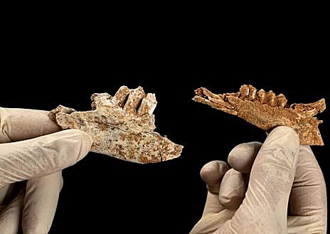 Imagen secundaria 1 - Húmero de gamo juvenil. Mandíbulas de cabra y gamo. Mandíbula de tejón.