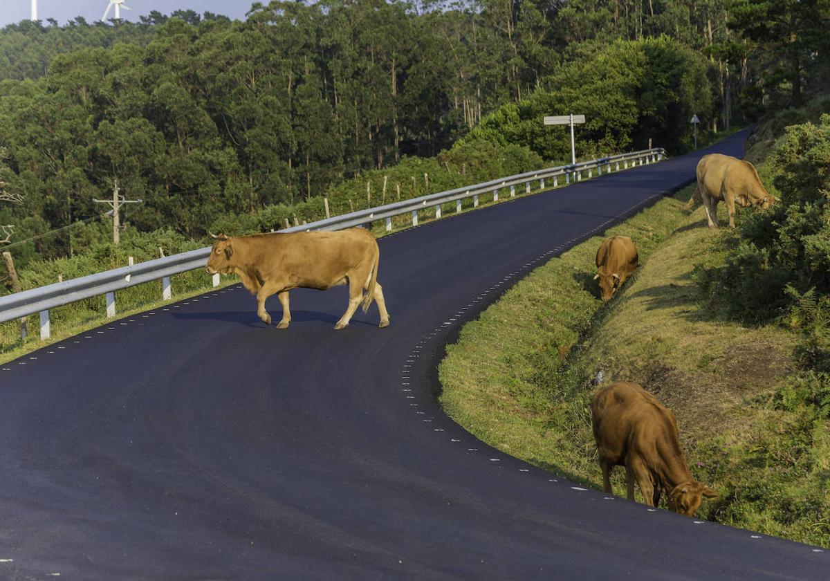 Esto es lo qué debes hacer si sufres un accidente en carretera contra un animal.