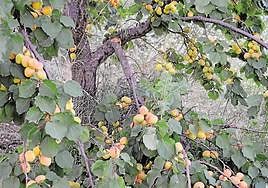 Imagen de archivo de unos albaricoques por el suelo en una finca.