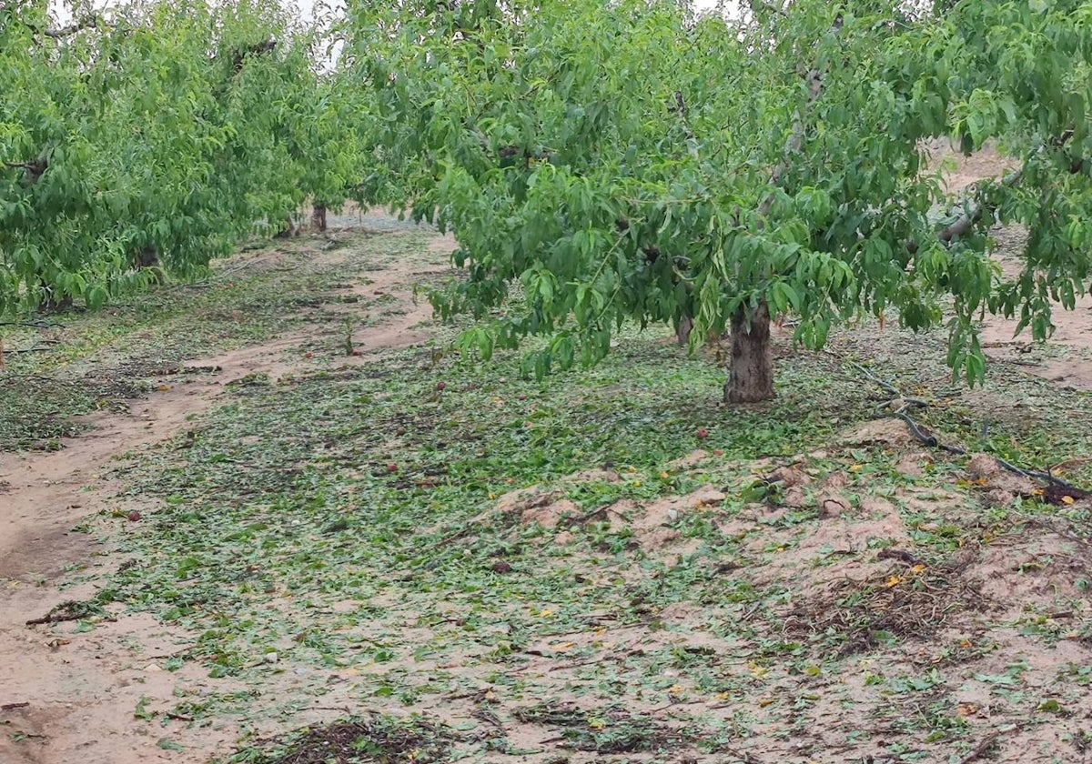 Una finca de Campotéjar arrasada por el granizo, esta mañana.