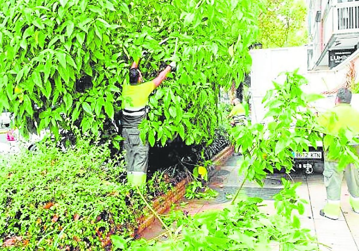 Jardineros del servicio municipal podan árboles en el Paseo de Alfonso XIII. La imagen es de archivo.