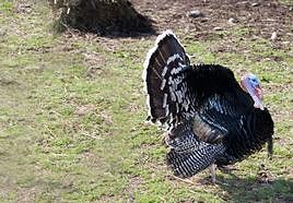 El pavo, un animal muy valorado en Murcia