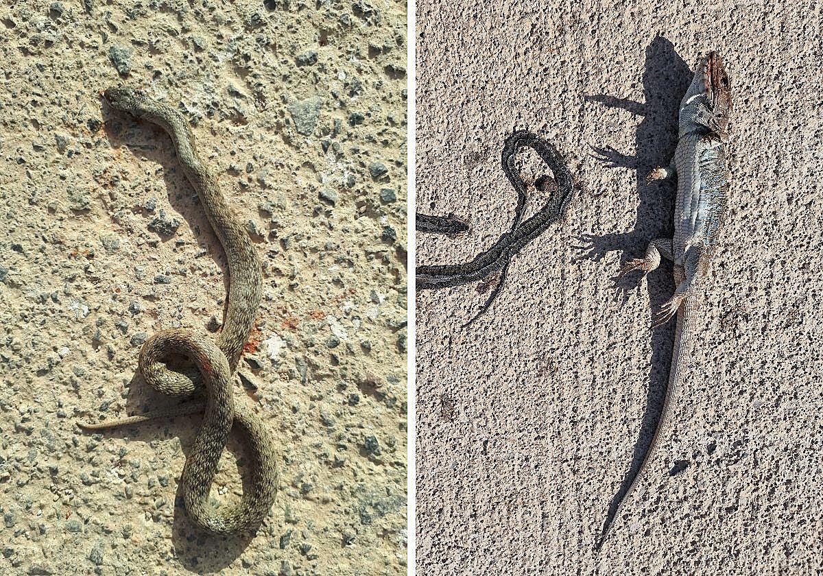 Culebra lisa meridional (i) atropellada en junio de 2022; y culebra de herradura y lagarto bético (d), en octubre.