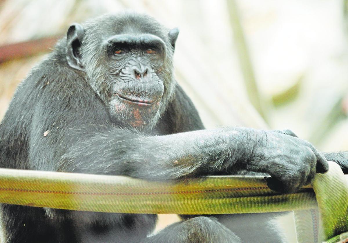 Chimpancé del zoo de Jerez.