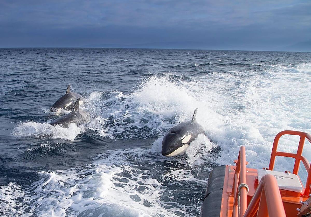 Una familia de orcas sigue a una embarcación de Salvamento Marítimo en agosto de 2021 en el Estrecho de Gibraltar.