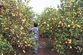 Cae un 40% la producción de limón en la provincia de Alicante respecto al año pasado