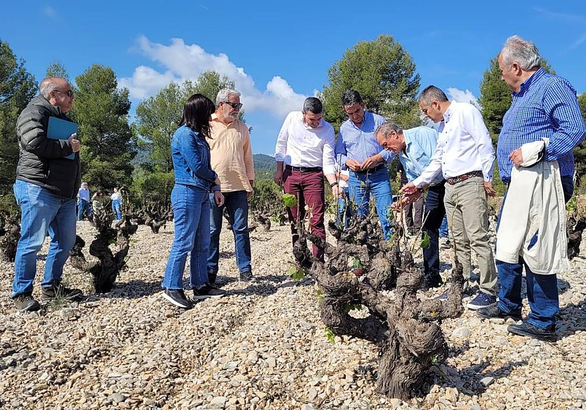 El consejero de Agricultura en funciones, Antonio Luengo, durante su visita a campos de viñedos de Bullas.