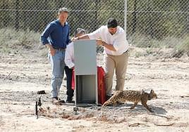López Miras, acompañado por Fulgencio Gil y Juan María Vázquez (tapado), libera a la hembra 'Tova', uno de los cuatro nuevos linces, este lunes en Lorca.