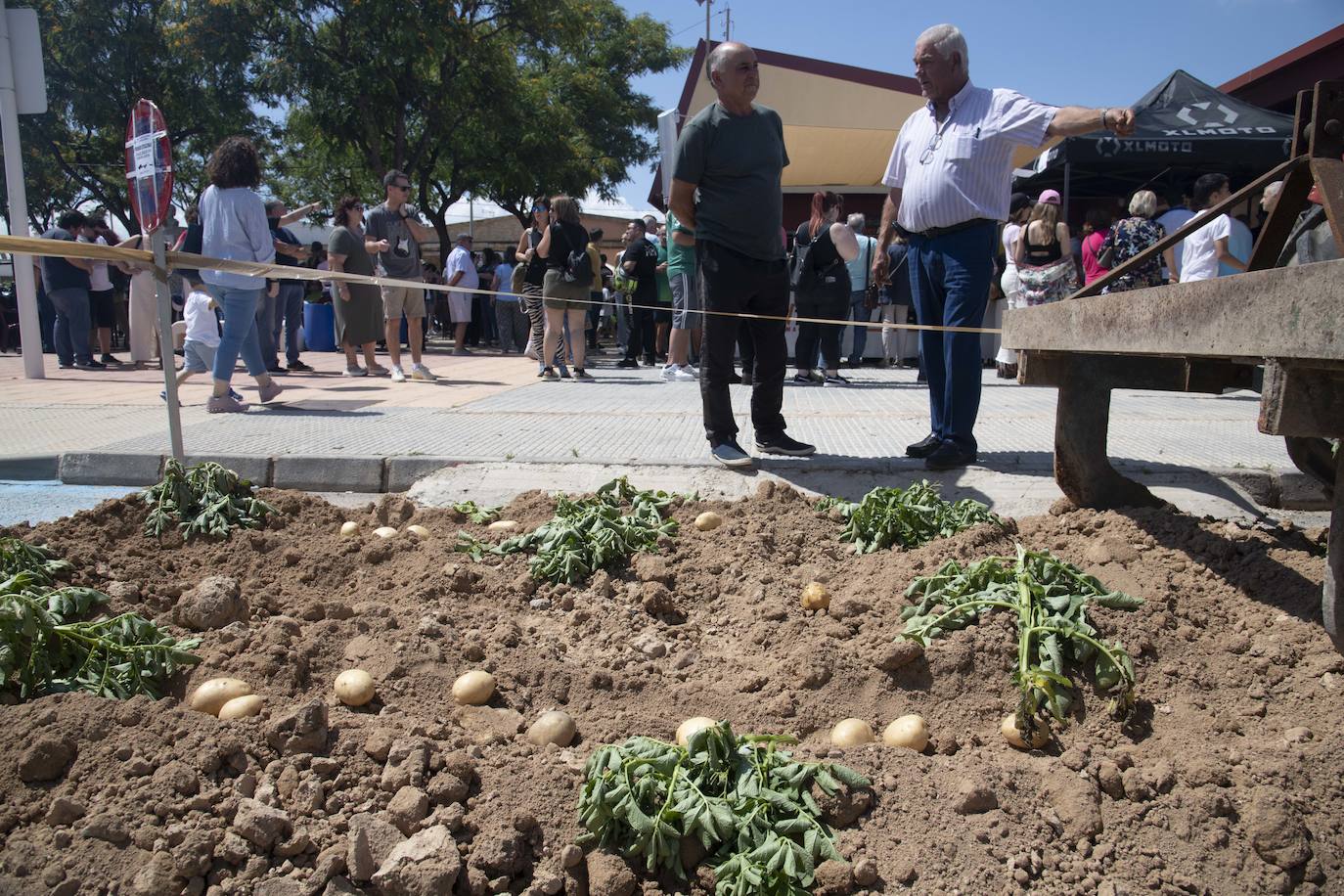 La Puebla celebra el Día de la Patata