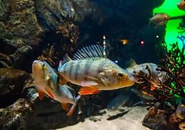 Imagen de archivo de una perca, pez utilizado para este estudio.