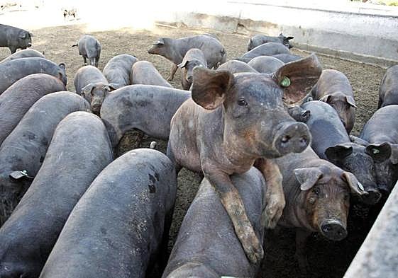Una granja porcina, en una imagen de archivo.