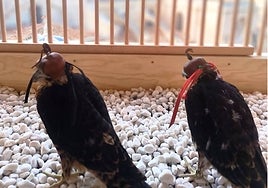 La pareja de halcones en su nueva 'casa', junto a la Catedral de Murcia.