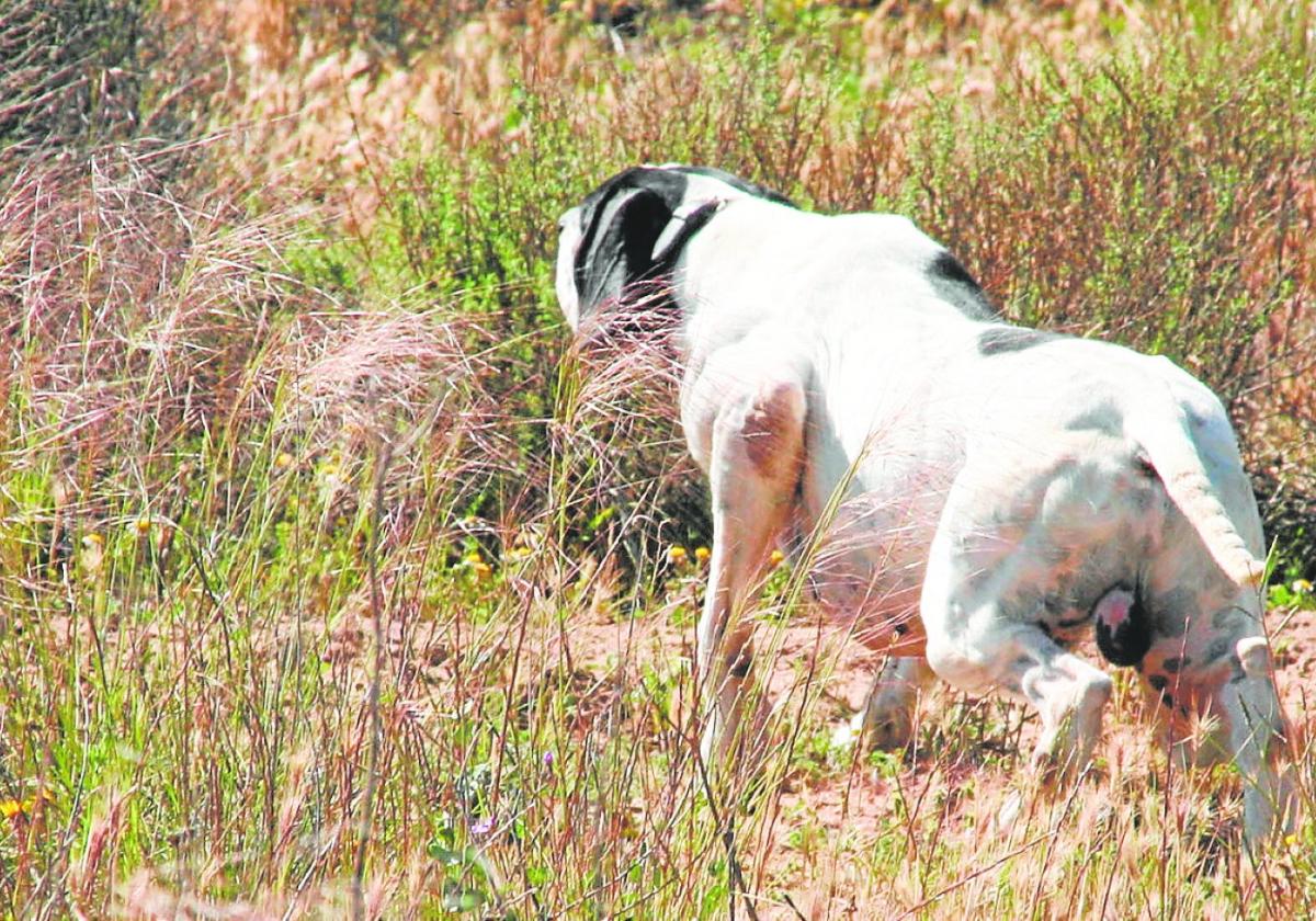 Un perro caza durante una competición celebrada en Lorca, en una imagen de archivo.