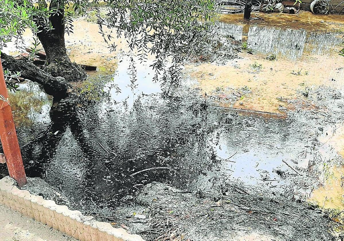 Terreno con olivos de la Huerta de Arriba, en Molina, inundado con un vertido oleaginoso y maloliente.