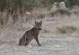 'Tiko', el lince fallecido, con el collar GPS cuando estaba en el recinto de aclimatación.