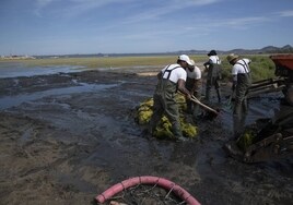 Operarios contratados por la Comunidad, sacando algas del Mar Menor, en la zona de Los Urrutias, en abril.