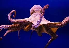 El pulpo, uno de los miembros de la santísima trinidad del aperitivo regional