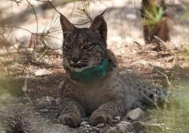 'Tiko', el lince que murió el domingo 11 de junio.