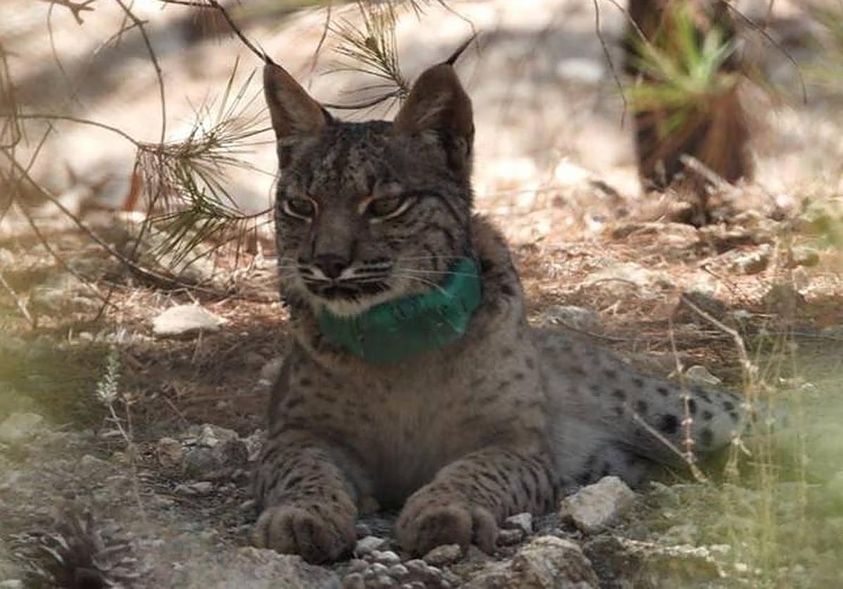 'Tiko', el lince que murió el domingo 11 de junio.