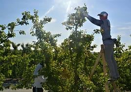 Dos personas recogen fruta en una imagen de archivo.