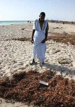 Imagen - Miles de langostas muertas a pie de mar tras una plaga de langostas en Mauritania.